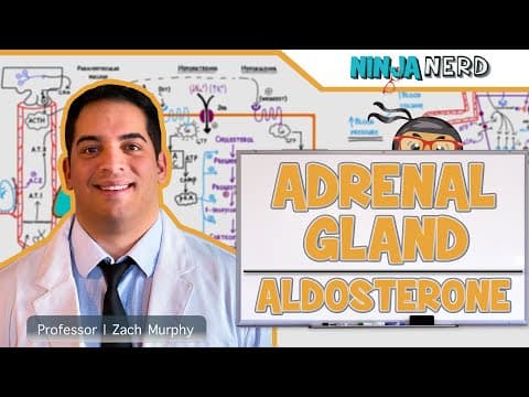 How aldosterone regulates salt balance and BP thumbnail