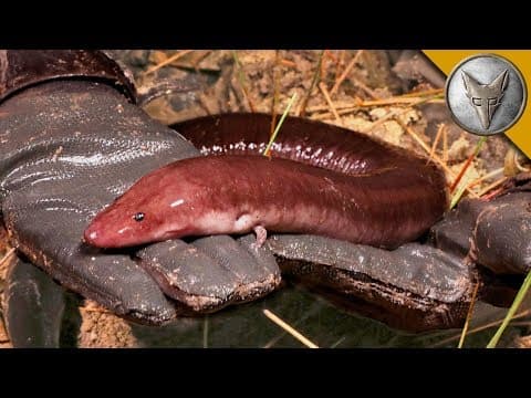 What Is the Amphiuma and Why Is It Mistaken for an Eel? thumbnail