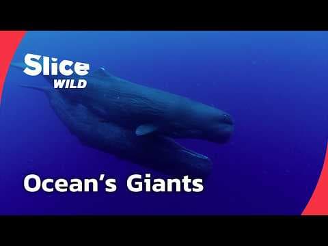 Sperm Whales: Giants of the Deep | FULL DOC | SLICE WILD thumbnail