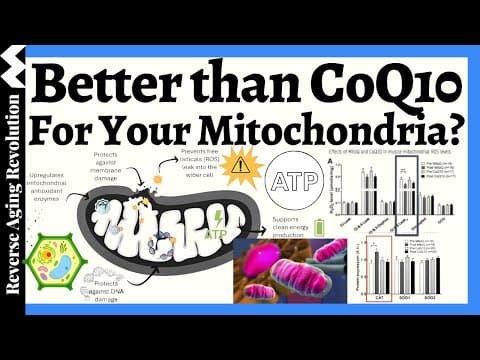 Outperform CoQ10? Human Trials Reveal A Superior Mitochondrial Supplement thumbnail