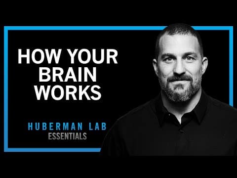 How Does Your Nervous System Shape Your Experiences? thumbnail