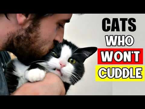 Surprised Your Cat Doesn’t Like to Cuddle? Here’s EVERYTHING You Need to Know! thumbnail