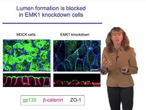 Susan McConnell (Stanford): Designing effective scientific presentations thumbnail