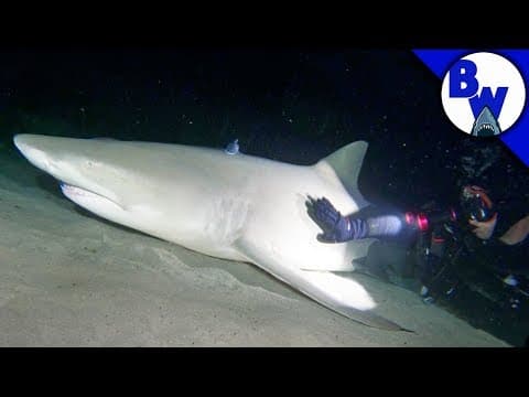 What Happens During a Night Dive with Sharks? thumbnail