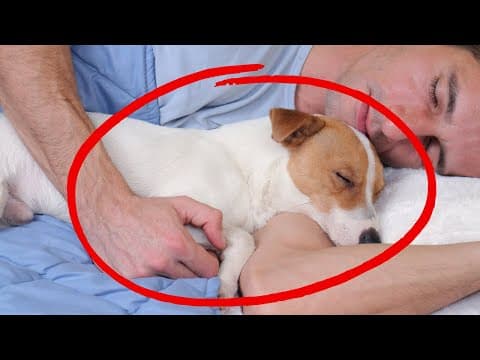 If You Sleep with Your Dog Each Night, THIS Will Happen thumbnail
