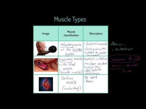 Edexcel GCSE PE 9-1: Types of Muscles thumbnail