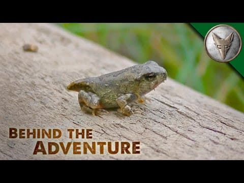 Baby Toads and Baby Turtles! thumbnail