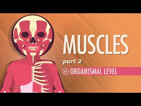How Do Skeletal Muscles Function and Move? thumbnail