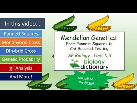 Mendelian Genetics: From Punnett Squares to Chi-Square Testing | AP Biology 5.3 thumbnail