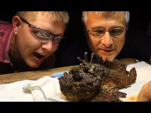 How Is Venom Milking Done on the Stonefish? thumbnail
