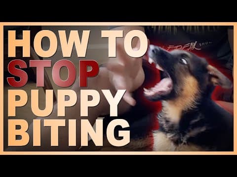 How to Easily Teach Your Puppy To STOP Biting You. thumbnail