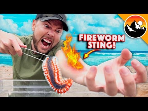 Is the Fireworm Sting Venomous or Just Painful? thumbnail