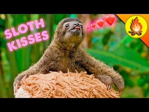 WORLD FAMOUS SLOTH…gives tiny kisses! thumbnail