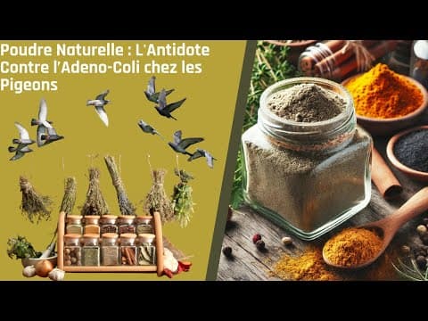 Poudre Naturelle : L'Antidote Contre l’Adeno-Coli chez les Pigeons thumbnail