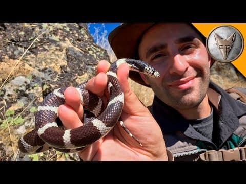 What Snakes Can You Find in Northern California? thumbnail