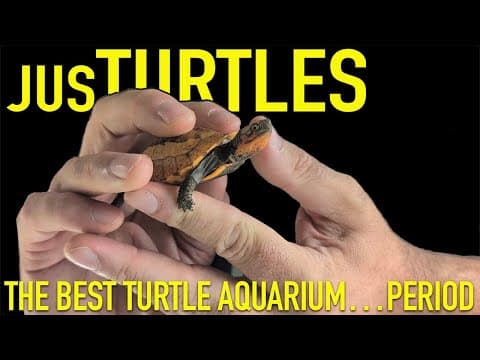 The BEST Turtle Aquarium in the USA! thumbnail