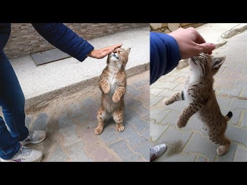 This Bobcat Kitten Greeted Everyone Who Stopped By. Then a Man Discovered the Shocking Truth Behind thumbnail