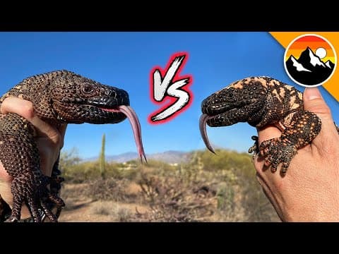 Gila Monster vs Beaded Lizard: What's the Difference? thumbnail