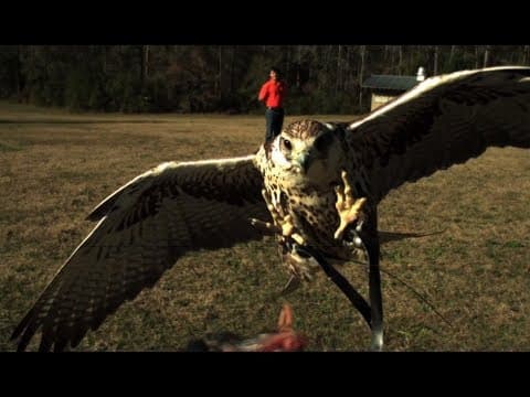Slow Motion Raptor Strikes - Smarter Every Day 38 thumbnail