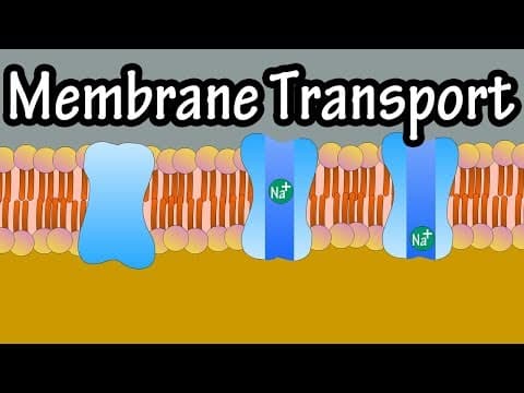 Cell Membrane Transport - Transport Across A Membrane - How Do Things Move Across A Cell Membrane thumbnail