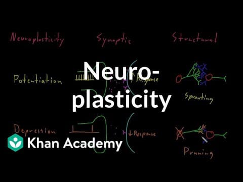 Neuroplasticity | Nervous system physiology | NCLEX-RN | Khan Academy thumbnail