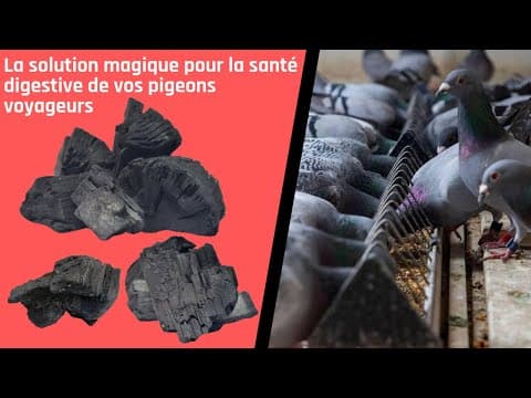 La solution magique pour la santé digestive de vos pigeons voyageurs thumbnail