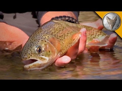 How to Catch a Rainbow Trout with Your Bare Hands thumbnail