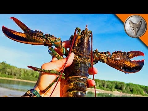 How Are Lobsters Released Back Into the Ocean? thumbnail