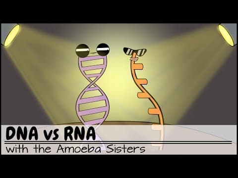 DNA vs RNA (Updated) thumbnail