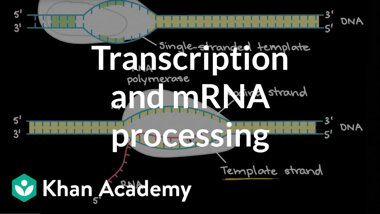 What Is Transcription and How Does mRNA Processing Work? | Glasp