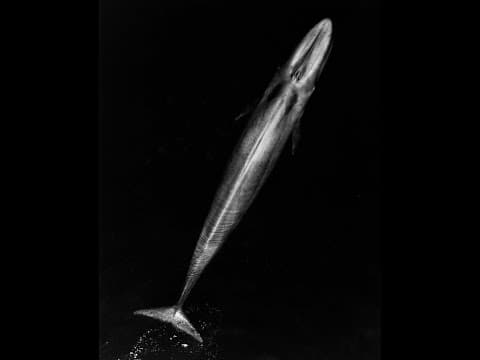 What Mysteries Are Hidden in the Solar System's Oceans? thumbnail