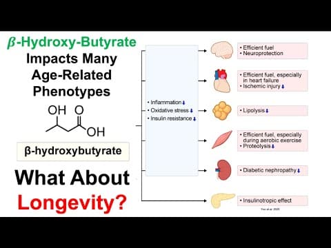 Beta-Hydroxy-Butyrate: A Key Player In Longevity? thumbnail