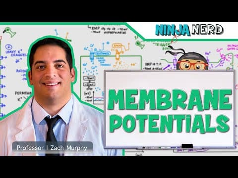 How Do Neurons Generate Electrical Signals? thumbnail
