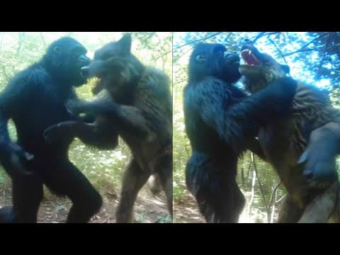 SASQUATCH And DOGMAN Encountered FIGHTING To The DEATH thumbnail