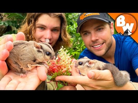 Secrets of Sugar Gliders REVEALED! Not as Cute as they LOOK! thumbnail