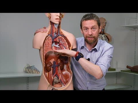 Diaphragm (anatomy) thumbnail