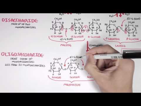 Biochemistry of Carbohydrates thumbnail