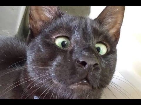 How to Visualize Neural Network Errors thumbnail