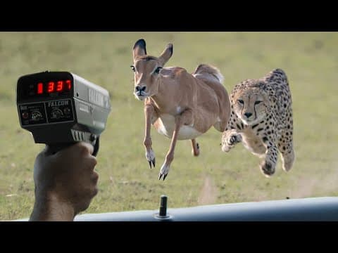 These Are 10 Fastest Animals On This Planet thumbnail