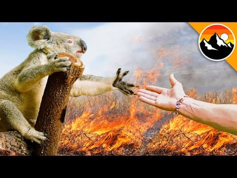 How Can We Help Save Fire-Injured Koalas? thumbnail