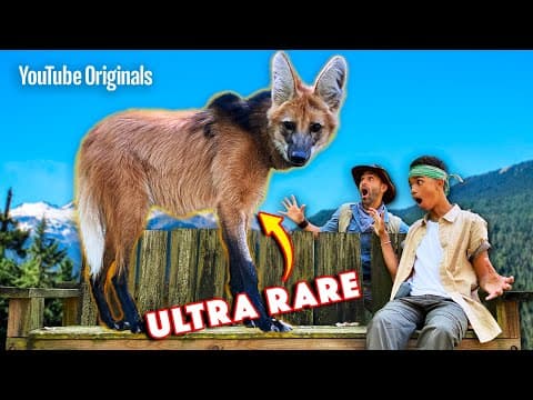 How Can We Save Endangered Wolves Effectively? thumbnail
