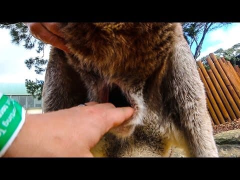 Inside a Kangaroo Pouch - Smarter Every Day 139 thumbnail