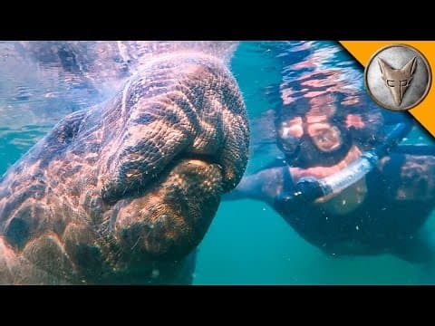 How to Swim with Manatees in Florida's King's Bay thumbnail