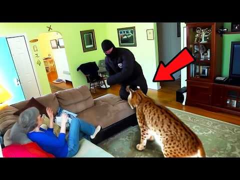 Intruder Thought She Was Home Alone, Until the Bobcat Took Him Down! He Picked the Wrong House thumbnail