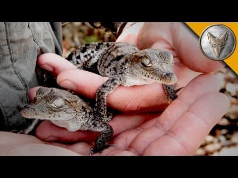 How Do Baby Crocodiles Get Tagged for Conservation? thumbnail