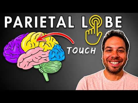 The Parietal Lobe, Somatosensory Cortex - Location and Function thumbnail