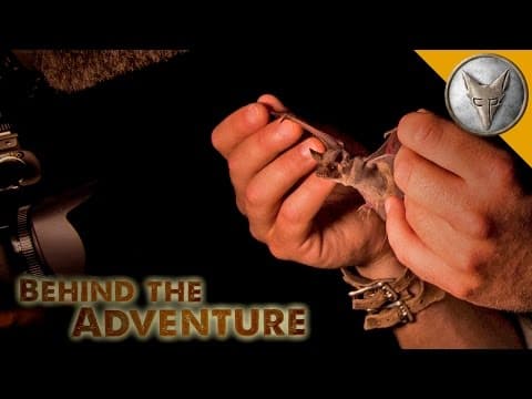 What Are Bats Like in the Desert? thumbnail