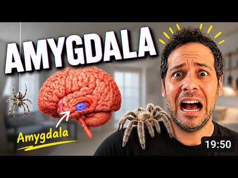 The Amygdala and Fear Conditioning thumbnail