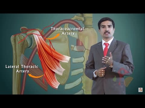 AXILLARY ARTERY ANATOMY ANIMATED LECTURE thumbnail