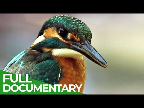 Kingfisher - The Hunt for Germany's Flying Diamond | Free Documentary Nature thumbnail